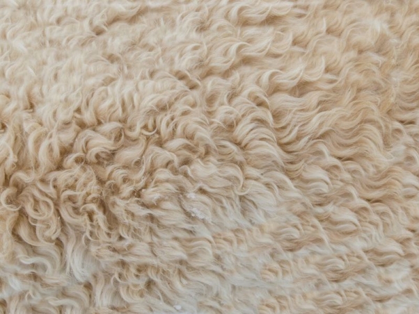 Diferencias clave entre lana y pelo